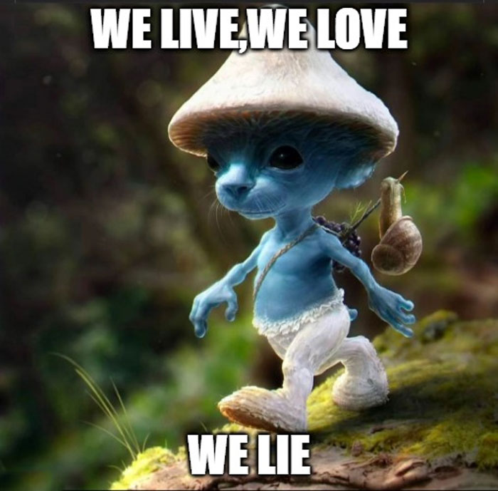 Smurf Cat — we live, we love, we lie